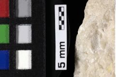 Foto (Detailansicht) von Lecythocaris sp. (NHMW-GEO-1990-0041-0158)